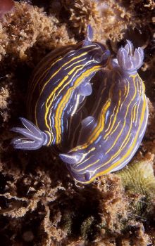 Nudibranchs (Hypselodoris villafranca) preparing to mate.... by Joao Pedro Tojal Loia Soares Silva 